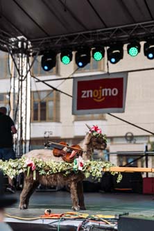 Festival vína VOC Znojmo